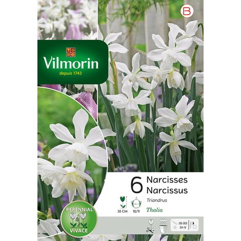 Vilmorin Narcisse Thalia (x6) (1/3)