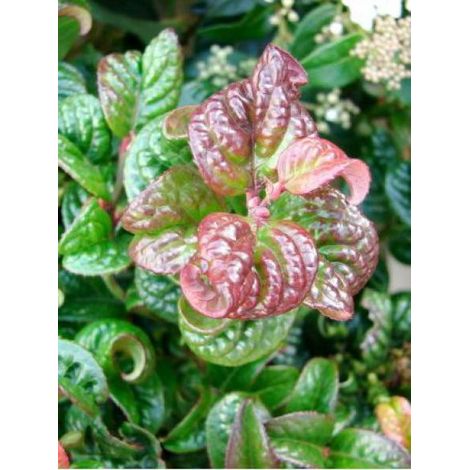 Leucothoe axillaris 'Curly Red' Pot de 2L/3L (1/2)