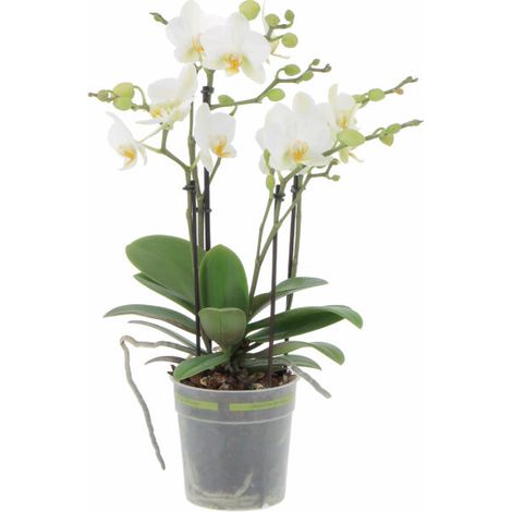 Orchidea Vera Pianta Rara - Phalaenopsis Boquetto Bianca - Piante da interno Fiorite Purifica Aria - Vaso Ø 12 cm (1/4)