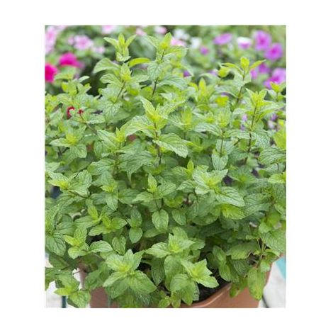 MENTHE MAROCAINE - 2 GODETS