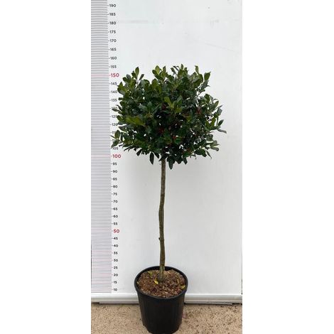 PIANTA DI AGRIFOGLIO MUTCHAGARA NELLY STEVENS 1/2 FUSTO VASO CLT 18 (foto reali)