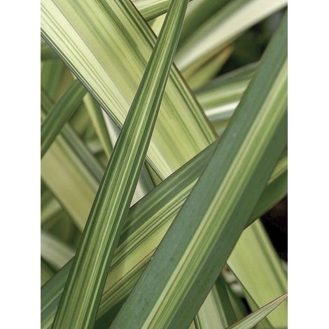 Lin de Nouvelle-Zélande 'Cream Delight' Pot de 4L/5L (1/4)