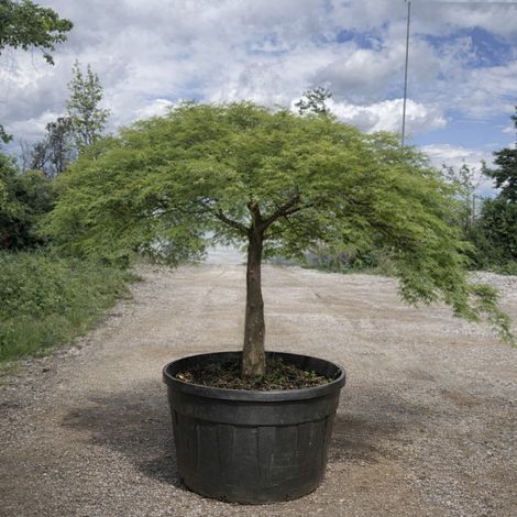 Acero giapponese "Acer palmatum dissectum Viridis" pianta in mastello 290 lt Cfr 38 cm