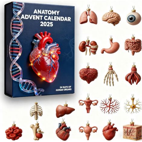 Calendrier De Lavent Anatomie - 24 Ornements En Résine Représentant Des Organes Humains - Pour Étudiants En Médecine Et Professionnels De Santé - Version 2025