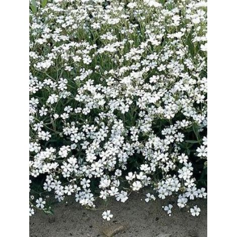 Gypsophile rampant 'White Angel' Godet de 8/9 cm (1/2)