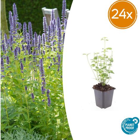 Agastache 'Black Adder' Lot de 24 Plantes Vivaces Mellifères Fleurs Violet Foncé Ø 9 cm H 10-25 cm - PANGIVO (1/5)