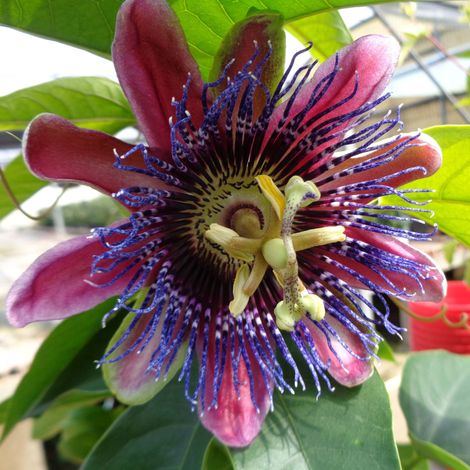 Passiflore 'Marijke' Pot de 2L/3L (1/2)