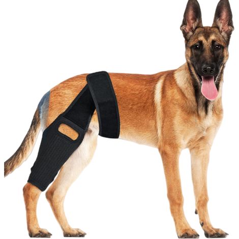 Genouillère pour chien pour le soutien du LCA, du LCC et du LMC (1/3)