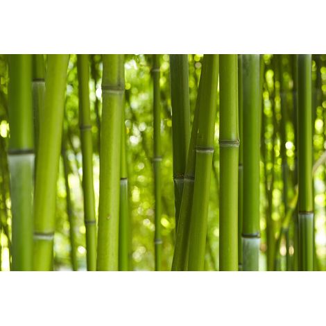 Papier peint panoramique nature idéal chambre calme | Tapisserie panoramique bambou feuille | Papier peint panoramique zen vert tendance - 267 x 400 cm (4 pièces) (1/2)
