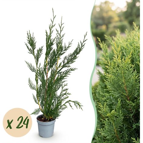 Cyprès de Leyland Plante pour Haie Persistant Brise-Vue Vert H 30-40 cm Lot de 24 (1/5)