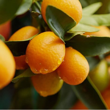 Citrus Calamondino in Vaso da 15cm