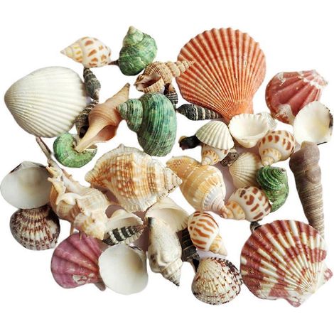 120 g Natürliches Turbo-Muschelhaus für Einsiedlerkrebse, praktisch für Aquarien