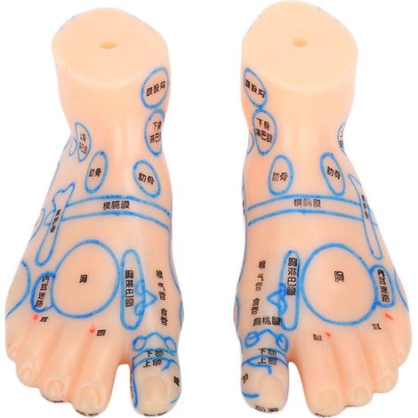 Modèle de réflexologie plantaire 15cm pour acupuncture et enseignement professionnel (1/5)