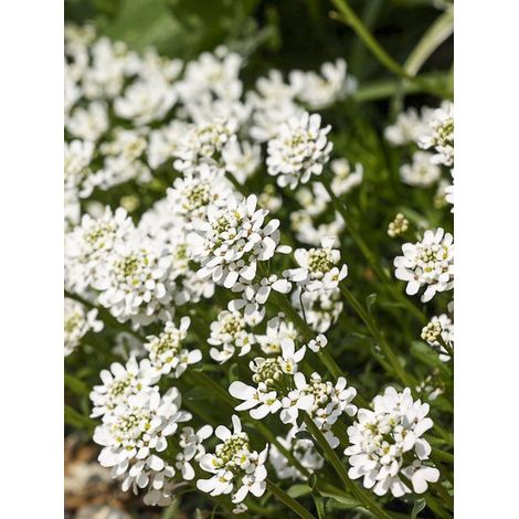 Corbeille d'argent, Thlaspi 'Géant à fleurs de jacinthe' le sachet de 1000 graines (3g) (1/2)