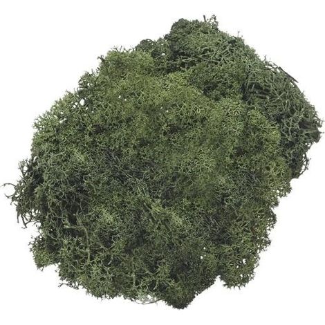 Dekoratives dunkelgrünes Moos 50 g