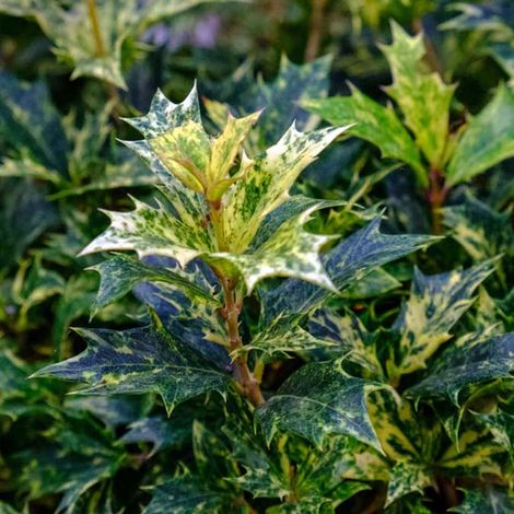 1 PIANTA DI OSMANTHUS TRICOLOR IN VASO 9CM SEMPREVERDI (1/2)