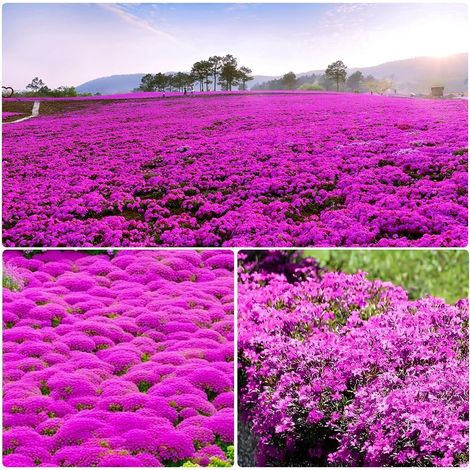 40000 Graines de Thym Serpolet Rouge Rose – Semences Résistantes Faciles À Cultiver – Tapis Floral Pour Jardin, Cour Et Terrasse (1/5)