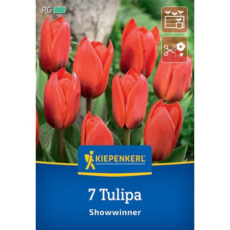 Kiepenkerl Herbstblumenzwiebel Kaufmanniana-Tulpe Showwinner 7 Pflanzen (1/2)