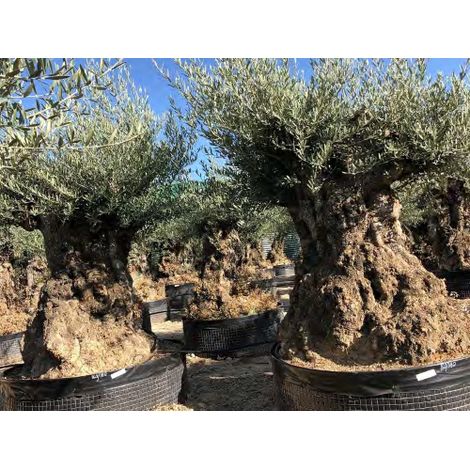 Ulivo olivo "Olea europea" bonsai cfr. tronco 160/180 cm