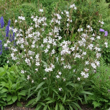 Gaura Summer Breeze/Lot de 9 godets
