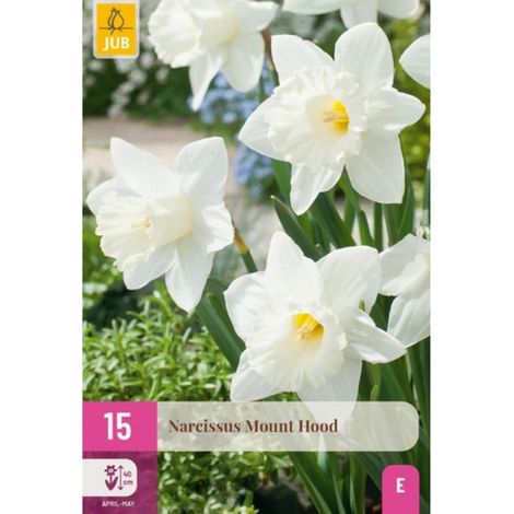 Assortiment 15 bulbes Narcisses Mount Hood Rose