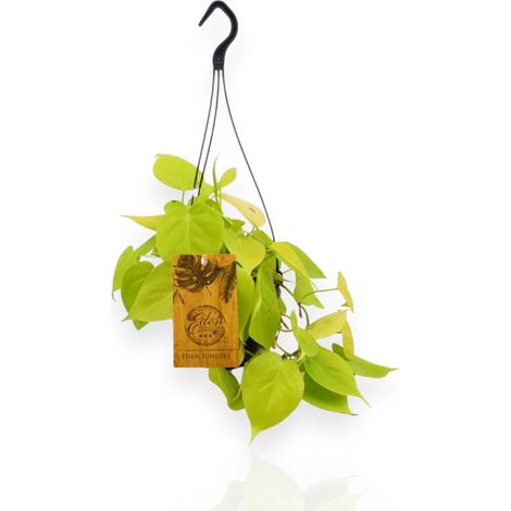Gardenaria Philodendron micans 'Lime' - Pianta da interno ornamentale - Altezza: 45 cm (vaso 15) (1/4)