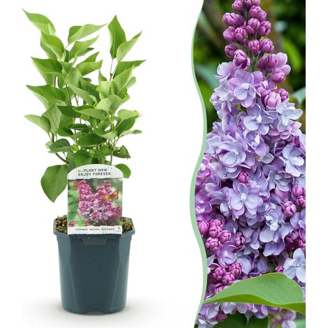 Lilas Commun Syringa vulgaris Michel Buchner Arbuste Parfumé Rose Pot 17cm Hauteur 45cm - PANGIVO (1/5)