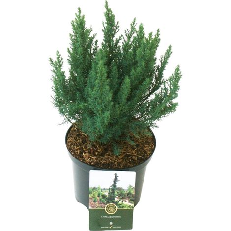 Genévrier de Pfitzer Blue Chiffon - Juniperus xmedia Blue Chiffon 20/30cm Pot 2,5L