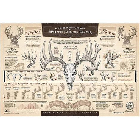 Croissance et maturité du cerf de Virginie - Affiche pédagogique pour les passionnés de faune sauvage et la décoration nature (1/5)