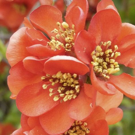 Cognassier du Japon Cameo, Chaenomeles/Pot de 3L - 20/40 cm