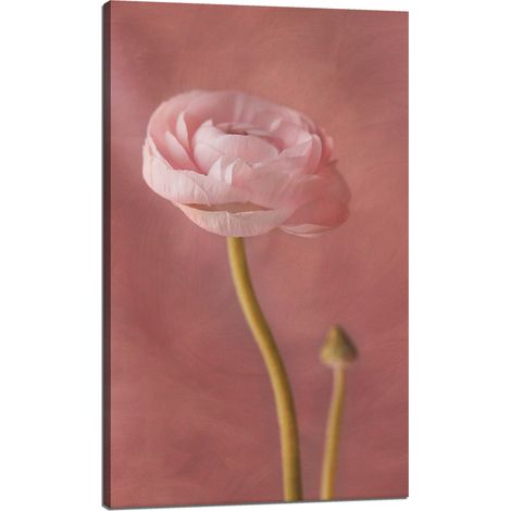 Lienzo impreso Botánica Peonía rosa 60x100 cm