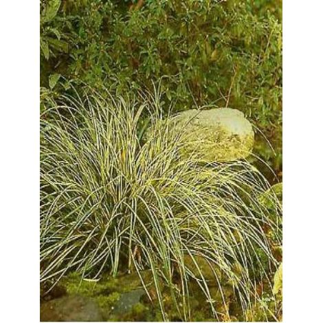 Laîche d'Oshima 'Evergold' Godet de 8/9 cm (1/5)