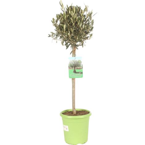 Olivier  Olea europaea 90/110cm Pot 20cm (1/2)