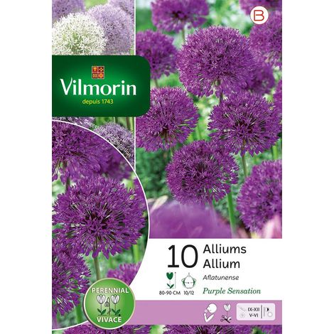 Vilmorin Allium Purple Sensation en Mélange (x10) (1/2)