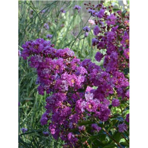 Lilas des Indes Violet D Ete® 'indyvio' Pot de 3L/4L