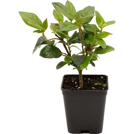 Viburnum tinus cv. “eve price” - tino compatto - vaso quadro 7x7x8 cm (1/2)