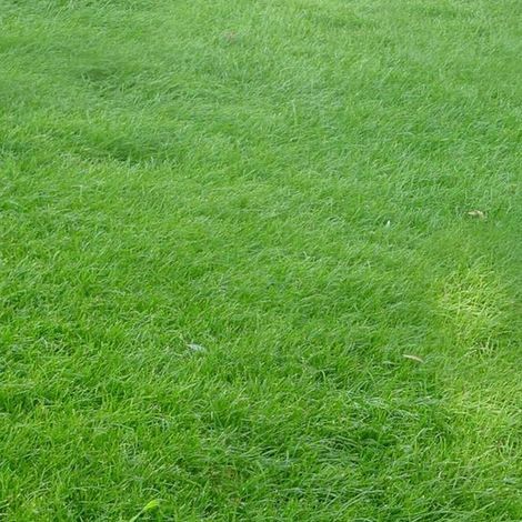 Hohes Schwingel-Saatgut, 500 g, hochwertiges Grassaatgut, zum Begrünen und Anlegen von Rasenflächen. (1/5)