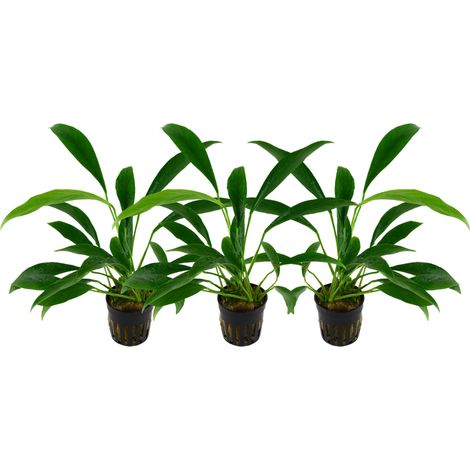 Aquarium Pflanze 3 Stück Anubias barteri angustifolia Wasserpflanze Topf Nr.301C Set