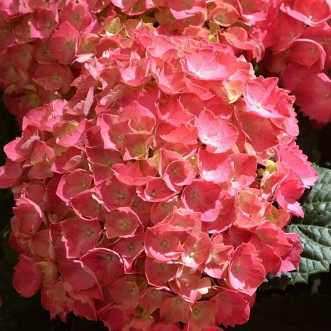 Hortensia Rouge, Hydrangea macrophylla/Pot de 7,5L - 40/60 cm (1/3)