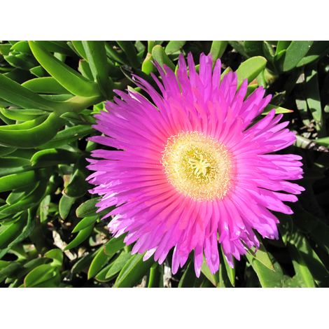 Carpobrotus Edulis