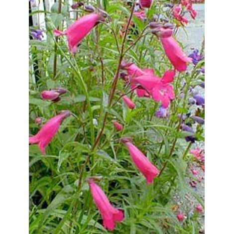 Galane 'Schoenholzeri' Godet de 8/9 cm (1/2)