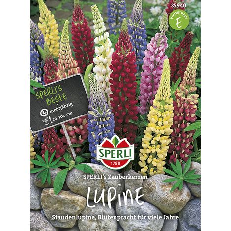 Sperli Staudenlupinen SPERLI's Zauberkerzen - Blumensamen (1/2)