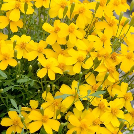 200 graines mexicaine menthe Marigold estragon Herb Tagetes Lucida Herb (1/5)