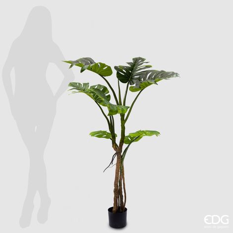 EDG Pianta Monstera Slim Con Vaso H.130 Cm (1/5)