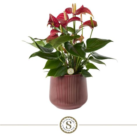 Plante d'Intérieur Anthurium Livium avec Pot en Céramique Bordeaux Ø 16 x H 40 cm - PANGIVO