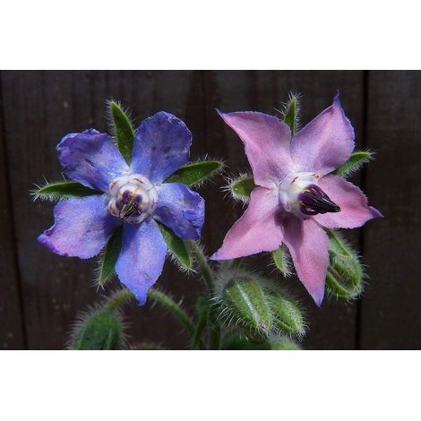 40 Graines de Bourrache (Borago officinalis) (1/5)