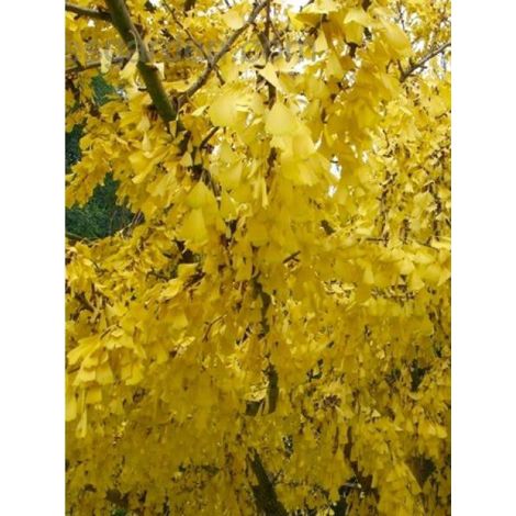 Arbre aux 40 écus 'Saratoga' Pot de 7,5L/10L (1/3)