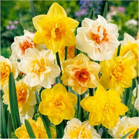 Narcisses doubles Sgaravatti 25 bulbes en mélange, floraison printanière généreuse pour massifs et bouquets - NAR81 (1/3)