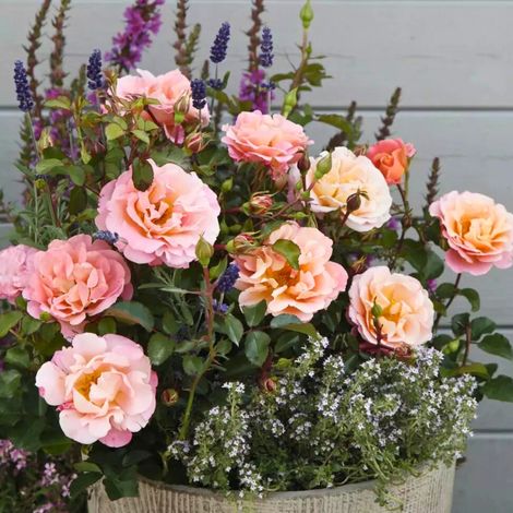 Gardenaria Rosa paesaggistica 'Cubana' - Rosa da giardino - Altezza: 30/35 cm (vaso19) (1/5)