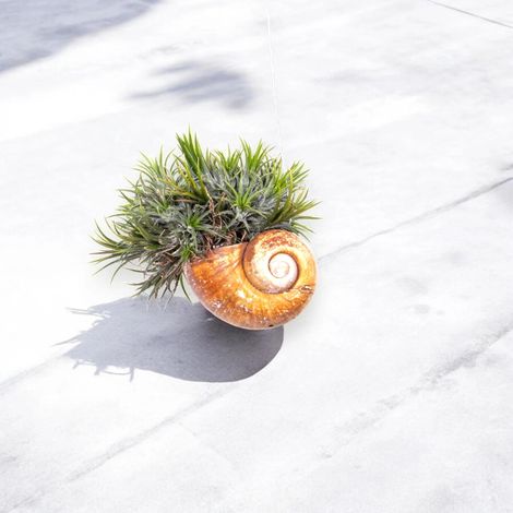 Gardenaria Tillandsia 'Shelly' - Pianta da interno ornamentale - Altezza: 30 cm (vaso 10) (1/5)